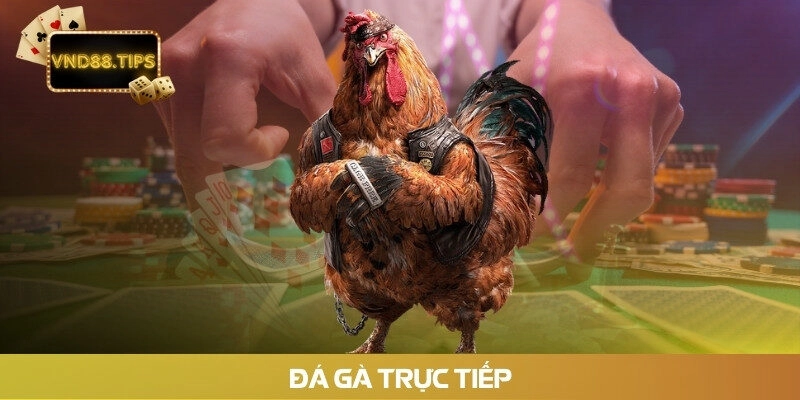 Đá gà trực tiếp